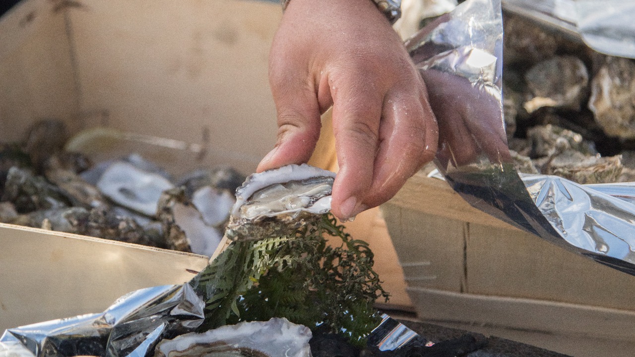 Mains ouvrant des huîtres fraîches sur un étal de coquillages